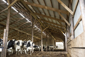 Interior of 1955 Wick cattle shed